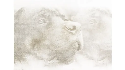 Carta da parati Dog di Creativespace